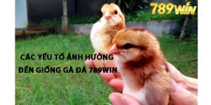 Các Yếu Tố Ảnh Hưởng Đến Giống Gà 789win