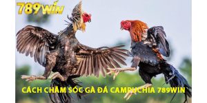 Cách chăm sóc gà đá Campuchia 789win