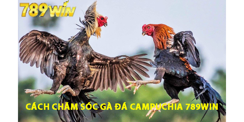 Cách chăm sóc gà đá Campuchia 789win