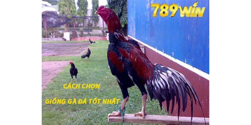 Cách Chọn giống gà đá hay nhất